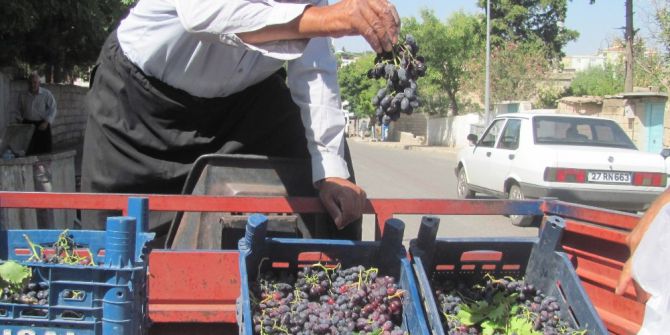 80 Yaşındaki Osman dedenin yetiştirdiği organik üzümlere yoğun ilgi