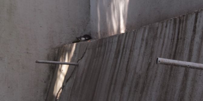 Yavru kedi itfaiye ekiplerince kurtarıldı