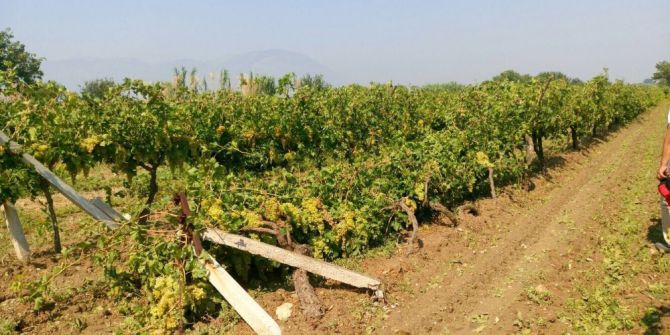 Dolu yağışı üzüm bağlarını vurdu
