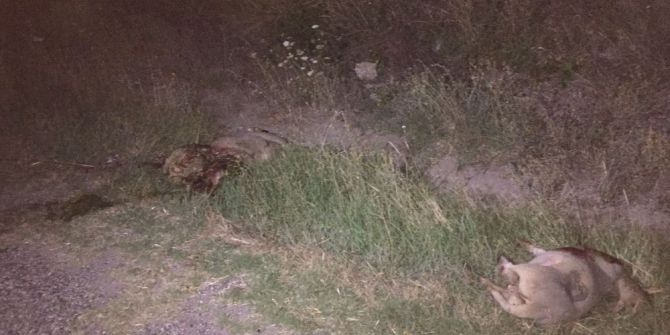 Otomobil koyun sürüsüne daldı