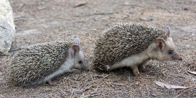 Hatay’da uzun kulaklı çöl kirpisi keşfedildi