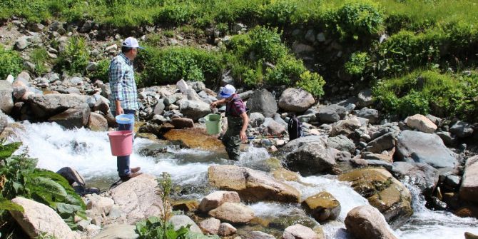 Trabzon’da 2017 yılında derelere 562 bin alabalık salımı gerçekleştirildi