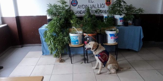 Efeler’de yasa dışı ekim yapan 2 kişi yakalandı