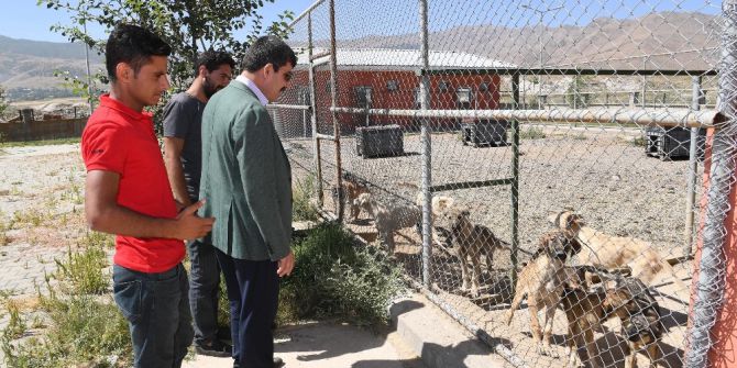 Sokak hayvanları düzenli bir şekilde rehabilite ediliyor