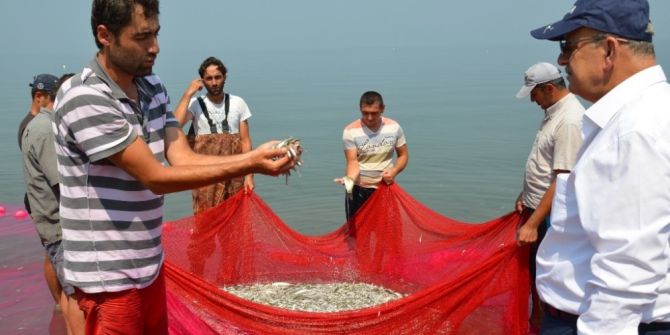 İznik gümüş balığı Avrupa’nın bir numarası