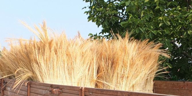 Yeni mahsul süpürge teli borsada