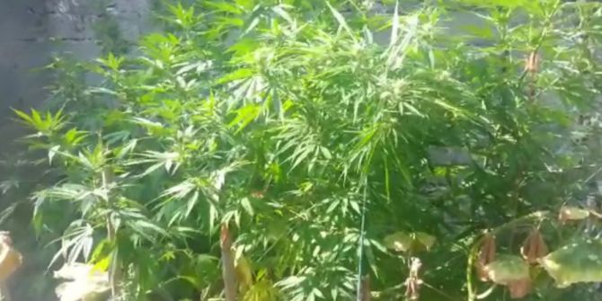 İznik’te Hint keneviri operasyonu