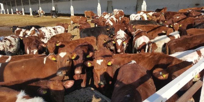 Kayseri Şeker Pandoğa Çiftliğine yeni düveler geldi