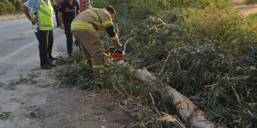 Şiddetli Rüzgar Nedeniyle Bir Ağaç Yola Devrildi