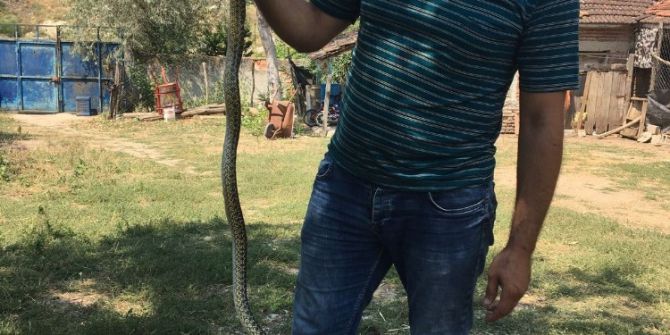 Kendisine saldıran yılanı eliyle yakaladı