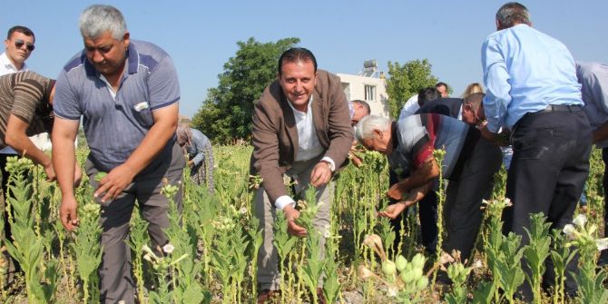 Başkan Soylu, vatandaşlarla buluşup tütün kırdı