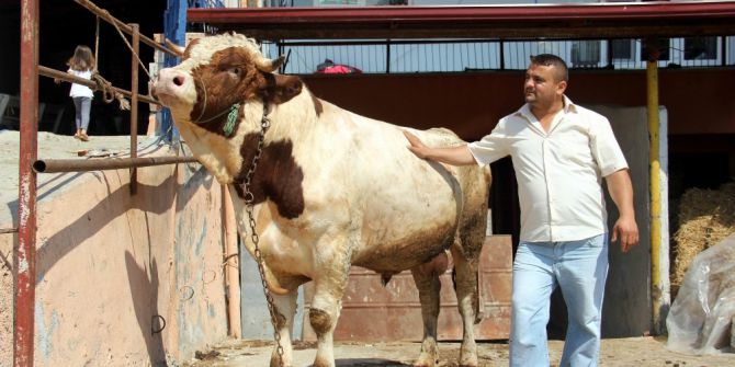 Otomobil fiyatına kurbanlık boğa