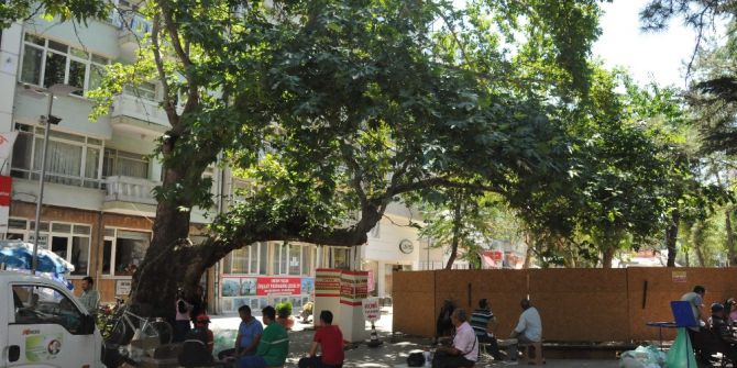 Asırlık çınar ağacını heykeller yükseltecek