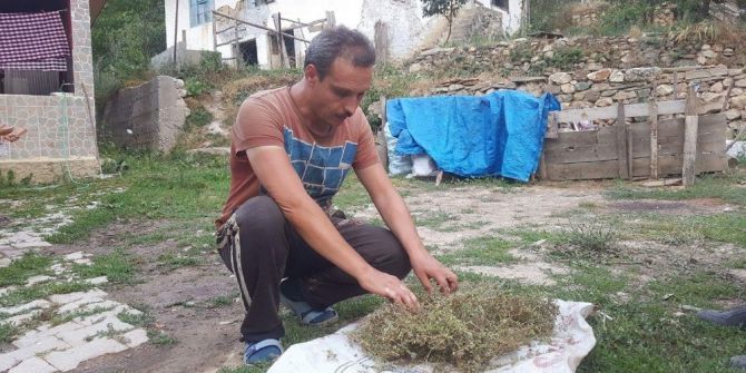 Şifa kaynağı kekik otunu dağlardan toplayıp satıyorlar