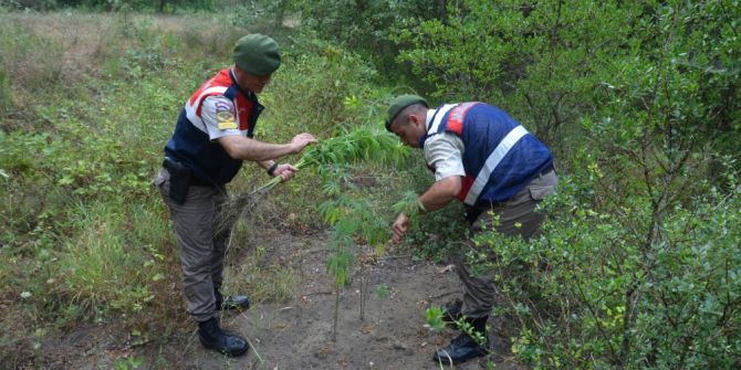 Bursa’da 255 kök Hint keneviri ele geçirildi