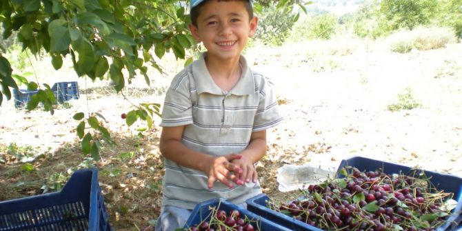 Pazarlar’da vişne sezonu sona erdi