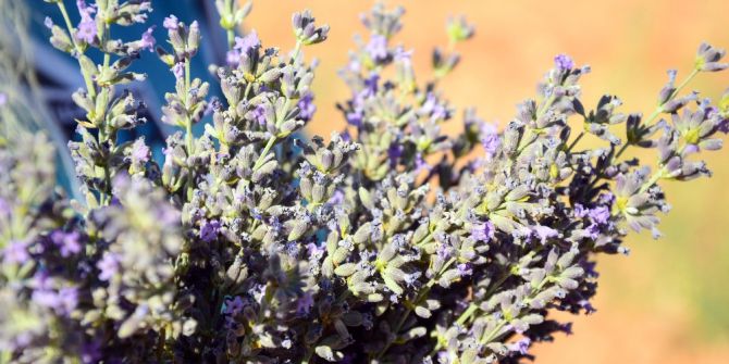 Ovacık lavanta kokmaya başladı