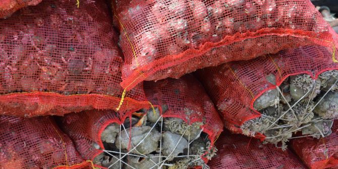 Karadeniz dibinden toplayıp Uzakdoğu’ya satıyorlar