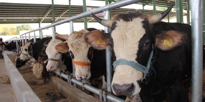 Kocaeli’de büyükbaş hayvan sayısı 109 bin 32’ye ulaştı