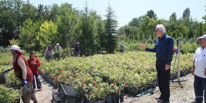 Perli Fidanlığında 10 bin gül, 100 bin menekşe