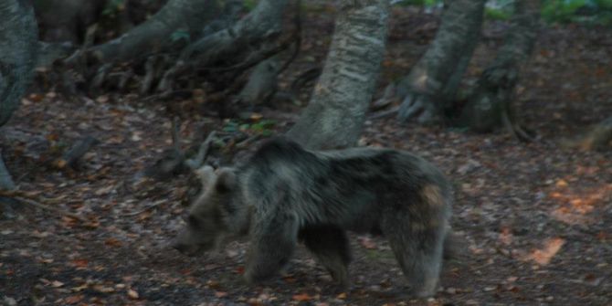 Uludağ’a çıkacak dağcılara "ayı" uyarısı