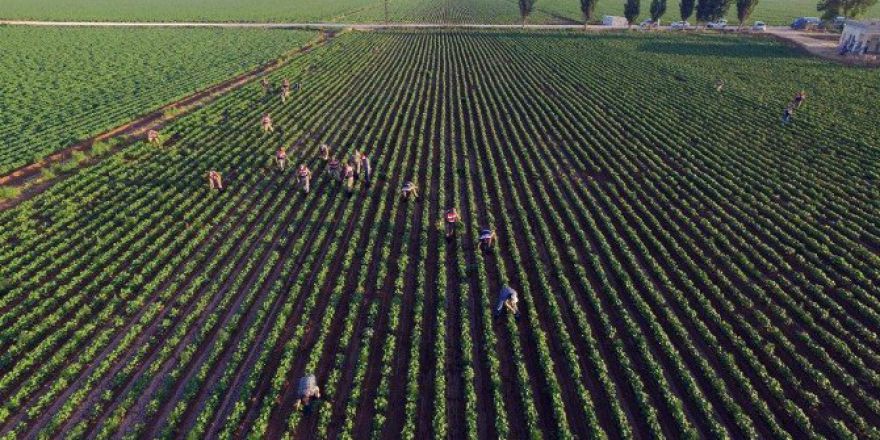 Şanlıurfa’da 145 Bin Kök Kenevir Bitkisi Ele Geçirildi