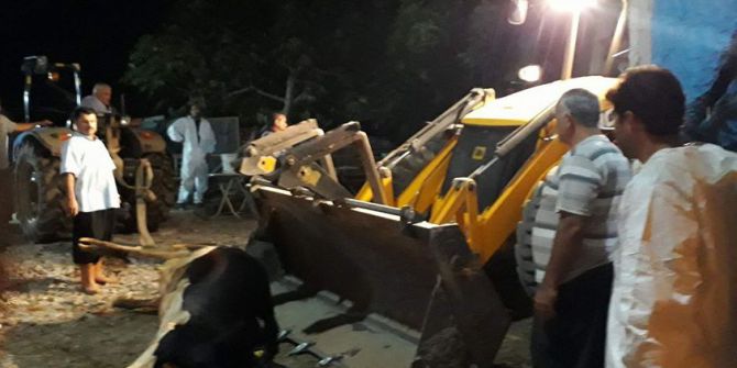 Kozan’da 9 adet büyükbaş hayvan telef oldu