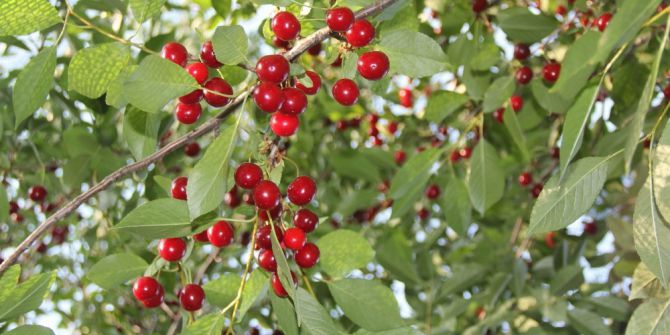 40 ton vişne ağaç dallarında çürüyor