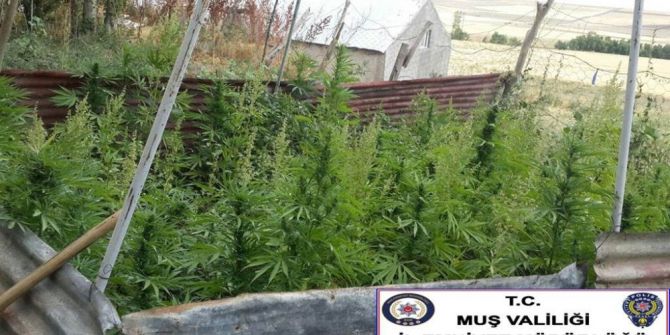 Muş’ta uyuşturucu operasyonu