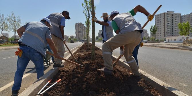Diyarbakır’da kaldırım ve refüjler ağaçlandırılıyor