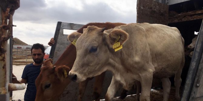 Sorgun’da genç çiftçilere büyükbaş hayvan dağıtıldı