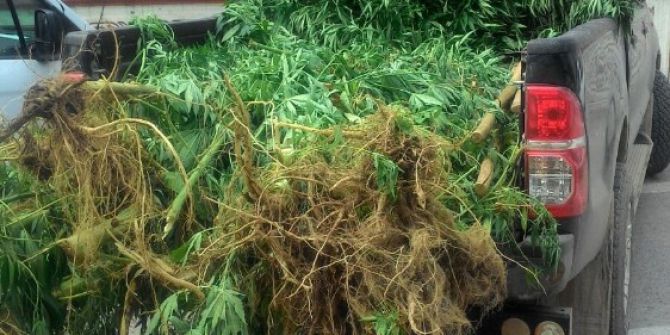 Sakarya’da 30 kök kenevir ele geçirildi