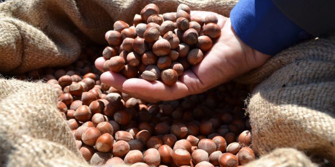 Kabuklu kuruyemiş kilo düşürüyor