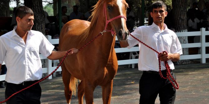 Yarış tayları ev fiyatına alıcı buldu