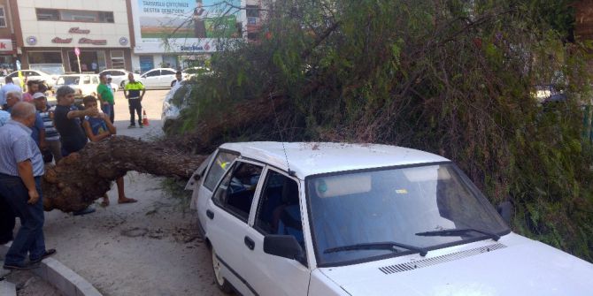 Devrilen ağaç 2 araca hasar verdi