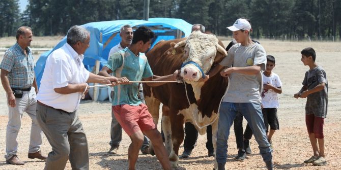 2 tonluk kurbanlık boğayı 10 kişi zor zapt ediyor