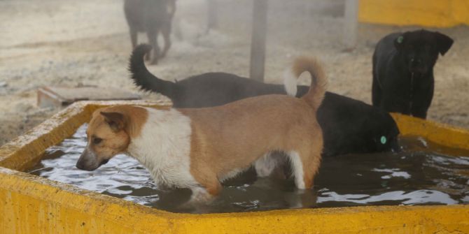 Sıcak ve nemden bunalan hayvanlara buharlı serinlik
