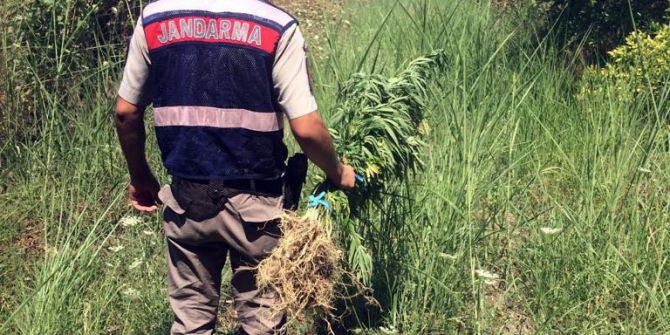 Ortaca’da jandarmadan kenevir operasyonu