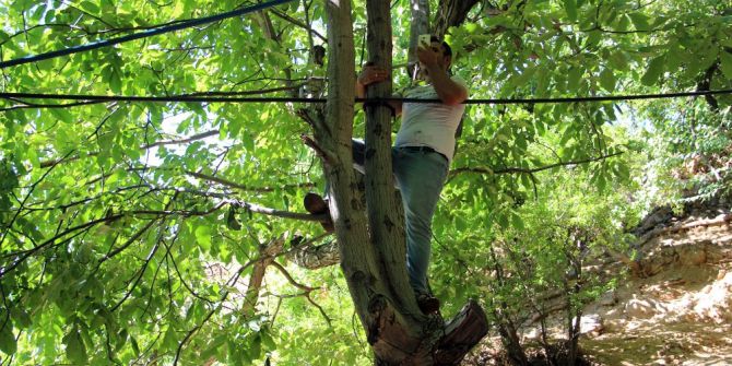 Telefonla konuşmak için ağaçlara çıkıyorlar