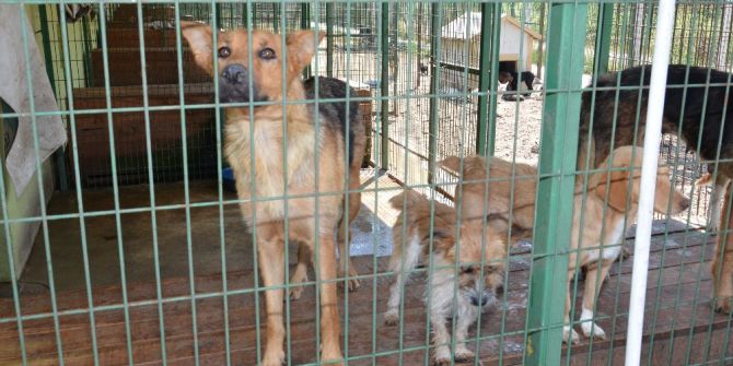 Hayvan barınağı için Bakanların işbirliği