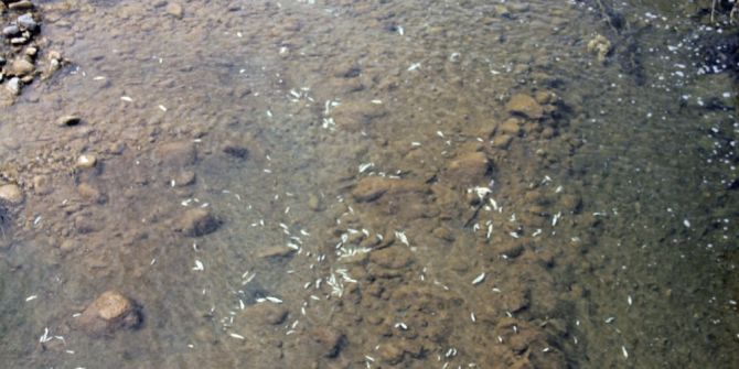 Giresun’da Batlama Deresi’nde yaşanan toplu balık ölümleri