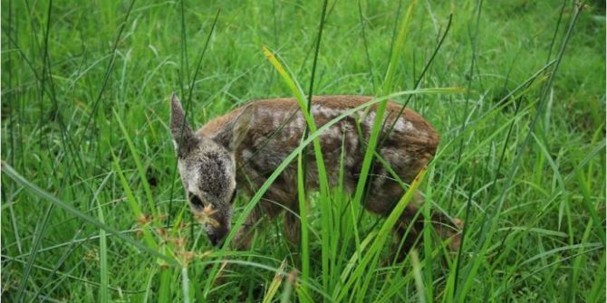 Ordu’da 42 karaca tedavi edildi