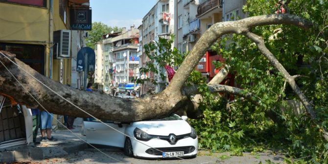 Tarihi çınar araçların üzerine devrildi: 1 yaralı