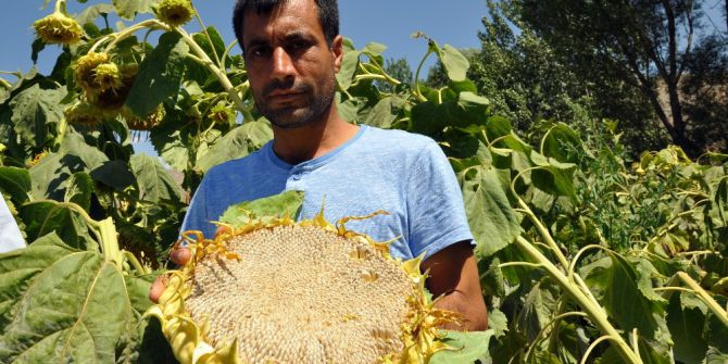 Çerezlik ayçiçeğindeki bölgesel çapta dane kaybı yaşanıyor