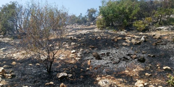 Besni’de 3 dönüm orman alanı yandı