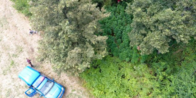 Jandarmadan ’drone’lu kenevir operasyonu