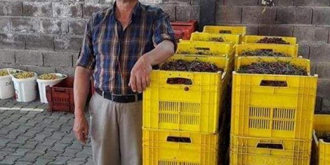 Şaphane’de vişne sezonu sona erdi