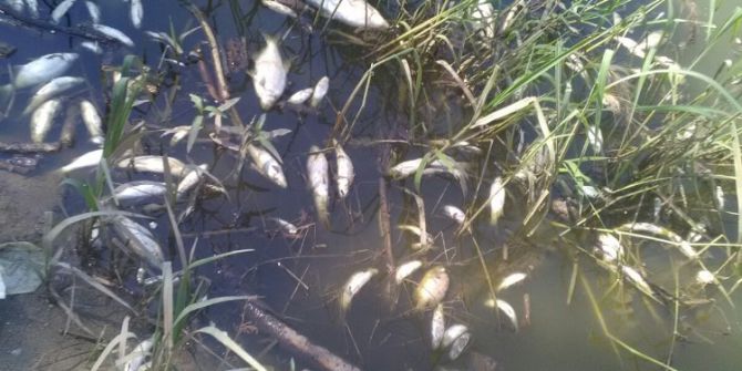 Oksijensiz kalan binlerce balık telef oldu