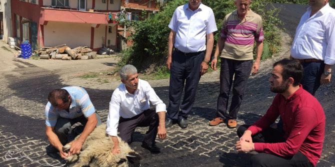 Asfalt için kurban kestiler