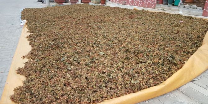 Düzce’de fındık harmana indi